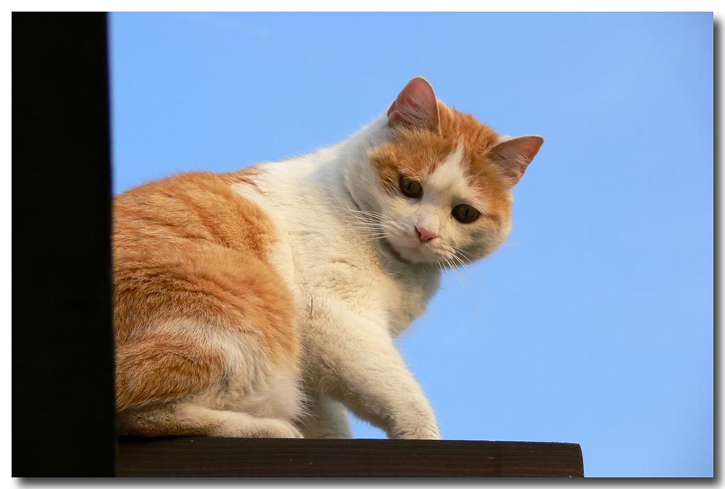 Uff... mi hai scoperto!