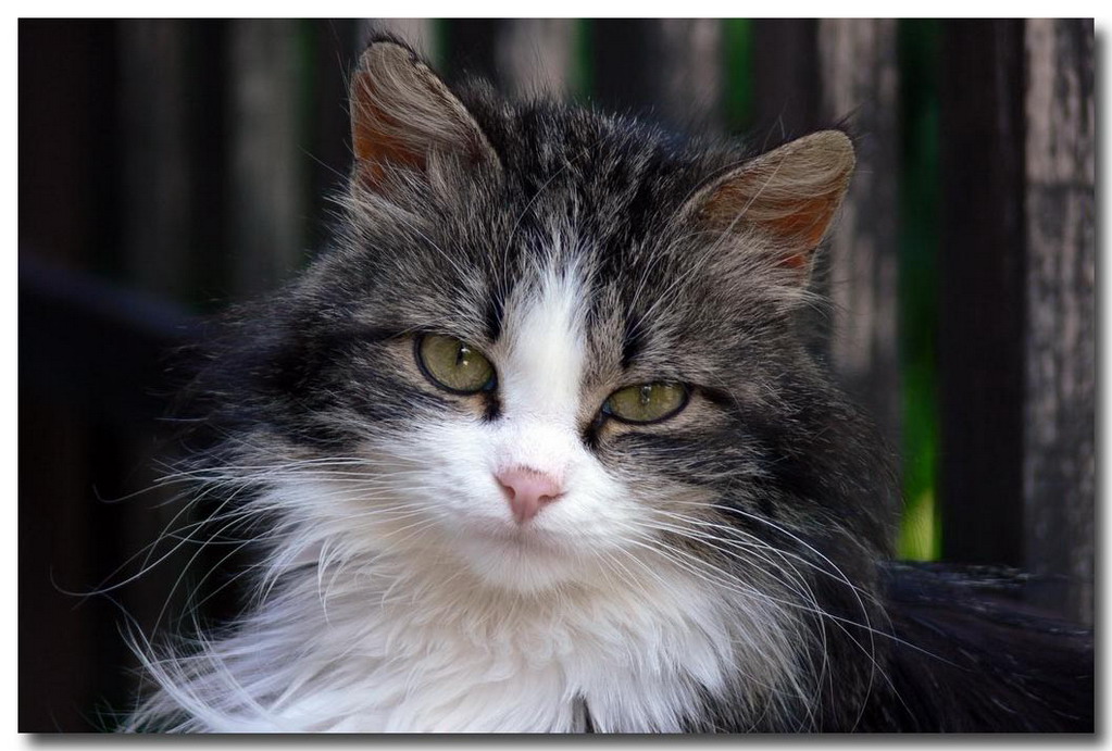 Dai, fai sta foto...