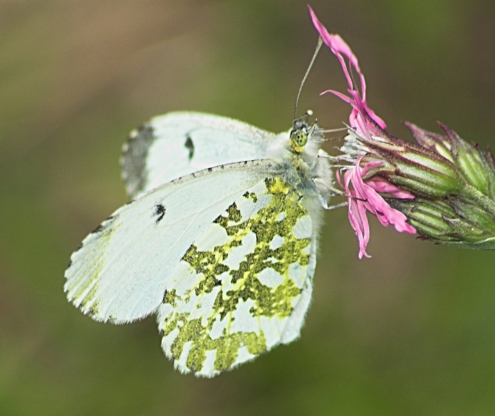 Farfalla dorata
