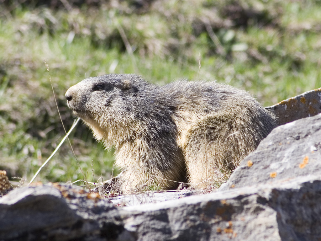 Marmotta al sole