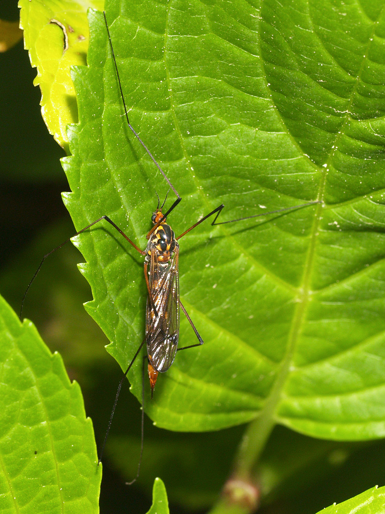 Mosca scorpione femmina