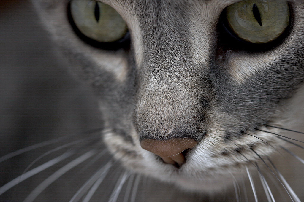 Sissi - Ritratto ravvicinato