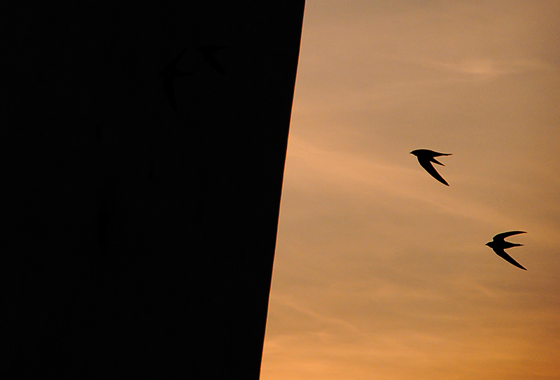 Volo di Rondoni al tramonto
