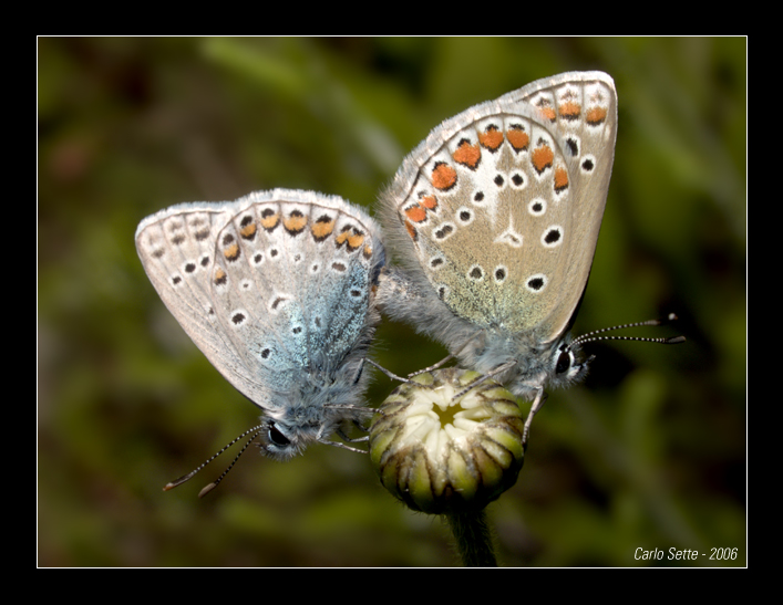 Lycaena icarus accoppiamento