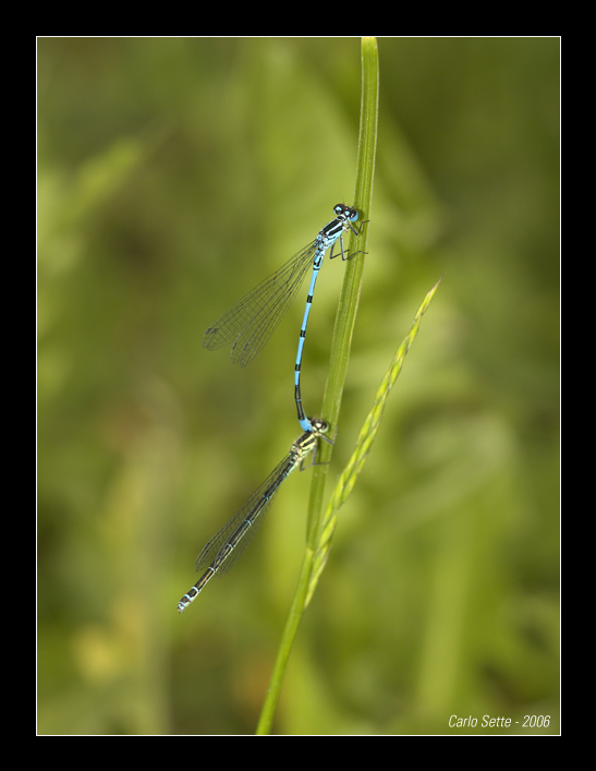 Damigelle accoppiamento