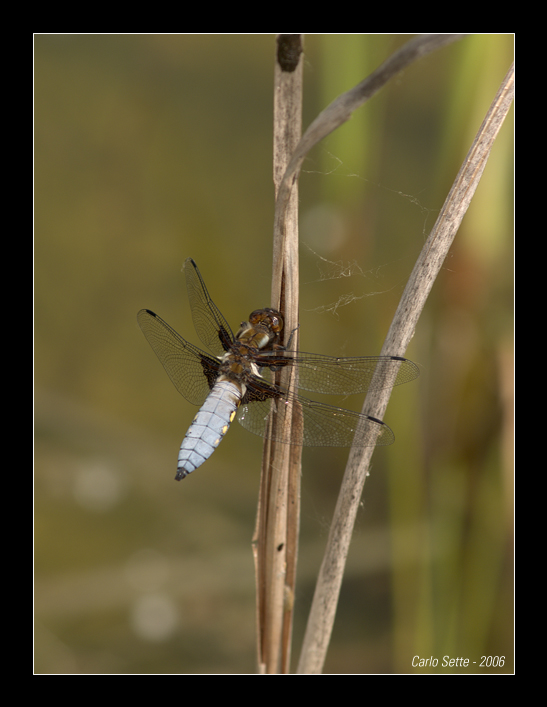 Orthetrum cancellatum