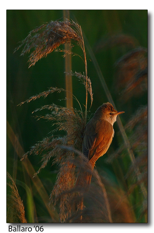 Cannareccione al tramonto