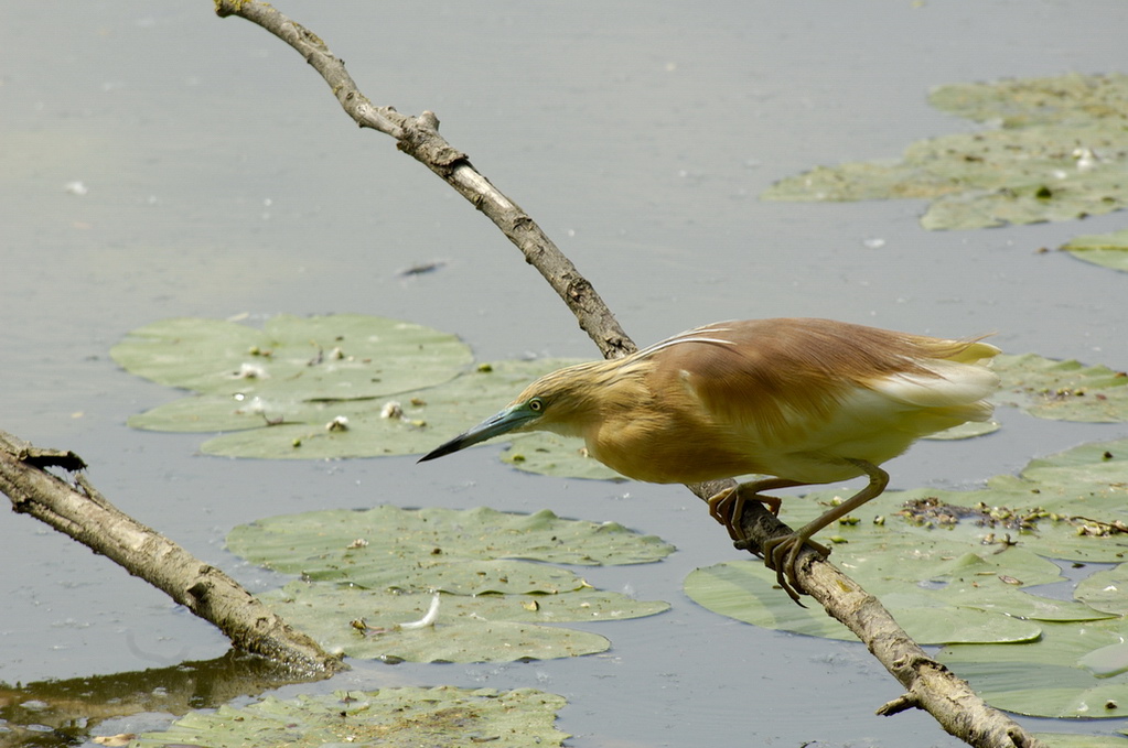 Si trasforma in un raggio missile con circuiti di 1000 valvole...