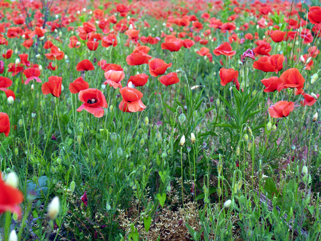 Sguardo rosso (Papaver rhoeas)