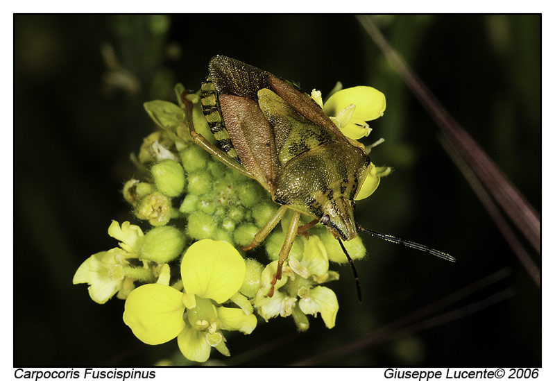 Carpocoris Fuscispinus