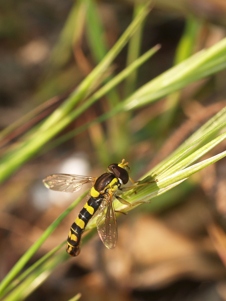 Dittero (Conops quadrifasciatus?) 2