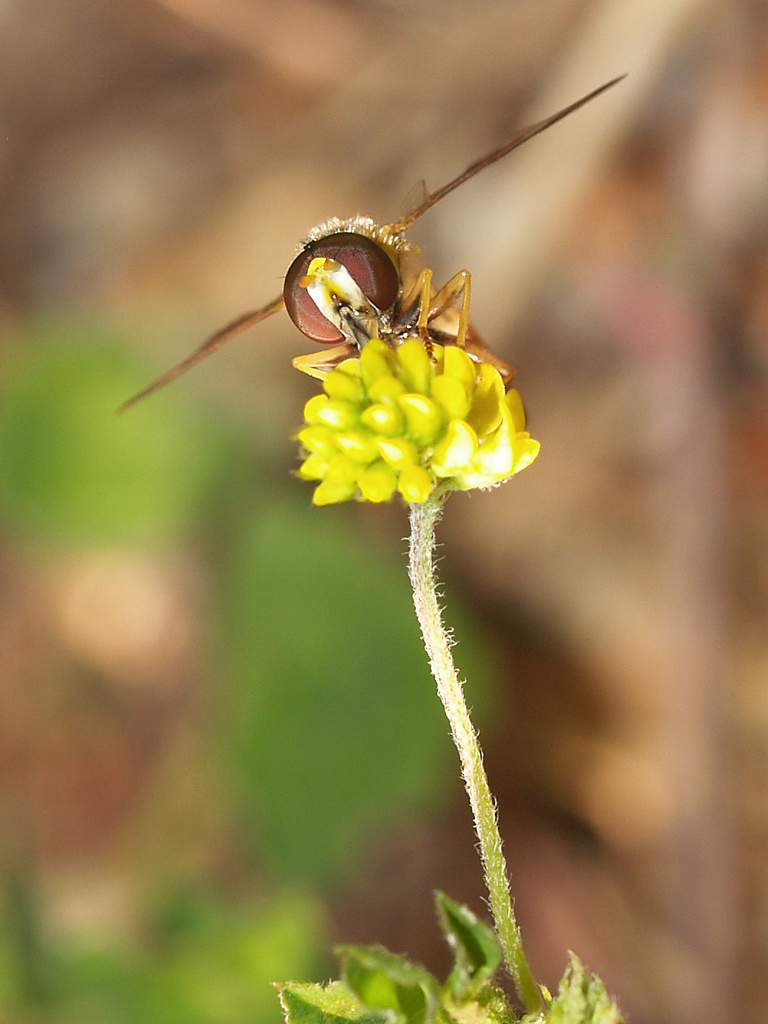Di fronte (Conops quadrifasciatus?)