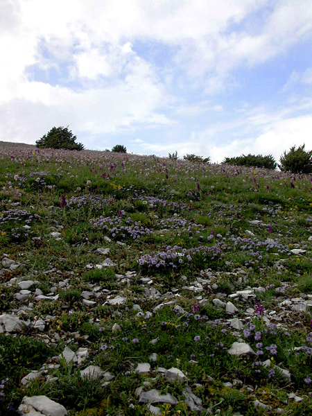 Fioritura a Monte Pettino