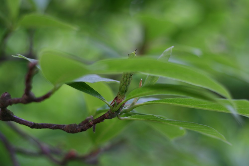 una volta era un bellissimo fiore....