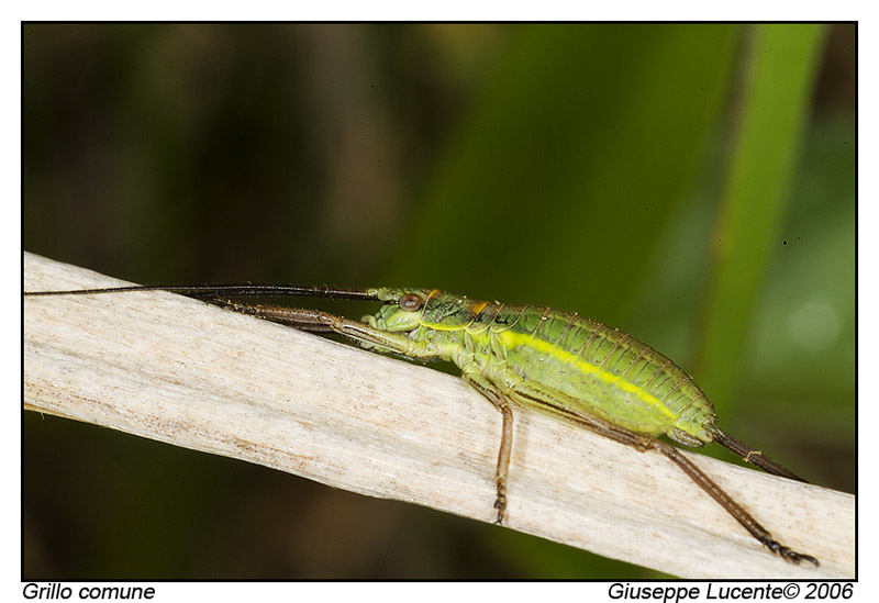 Grillo comune