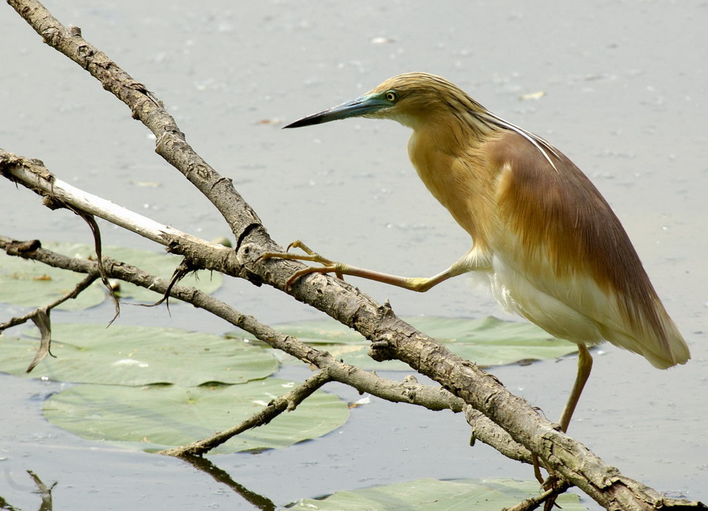 Arrampicatrice Sociale