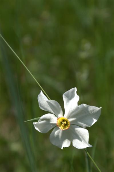 narciso selvatico