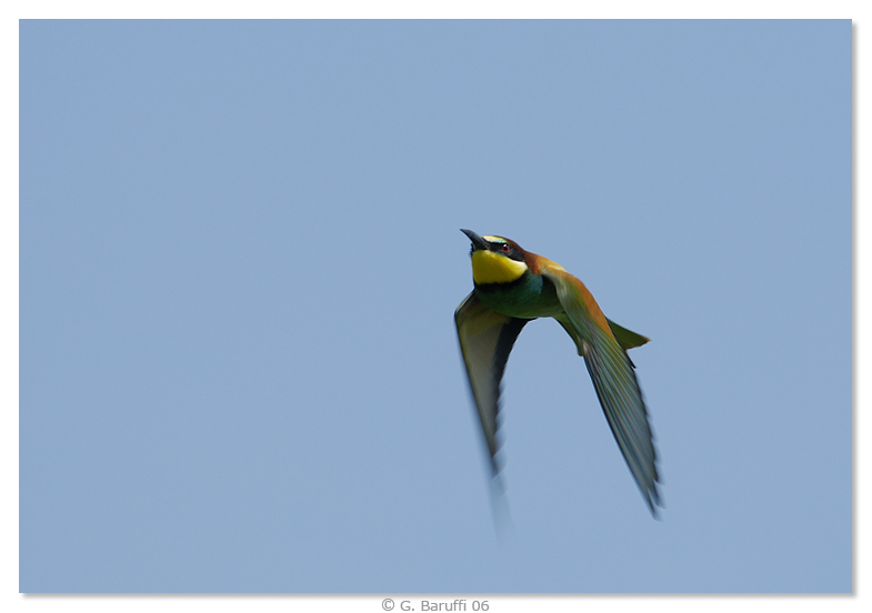 Gruccione "on flight"