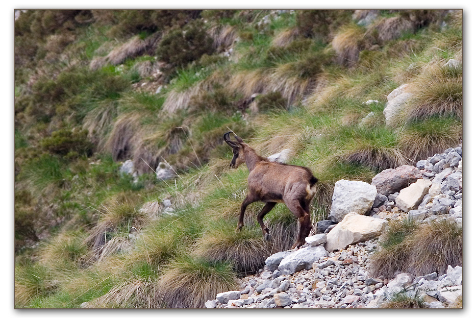 Seguimi! (camoscio 2)