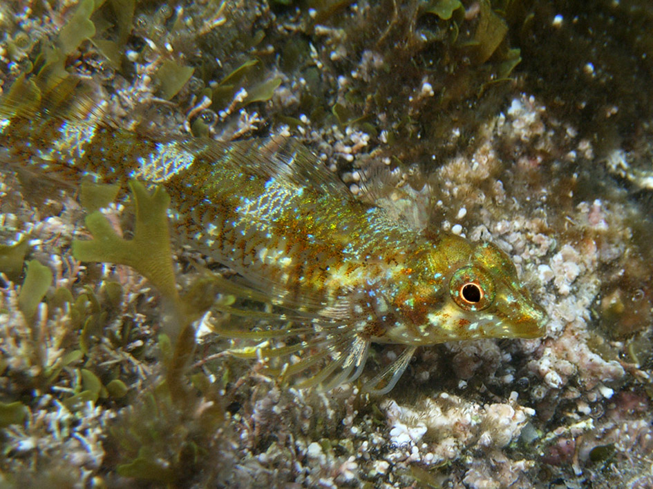 TENTATIVO DI MIMETISMO