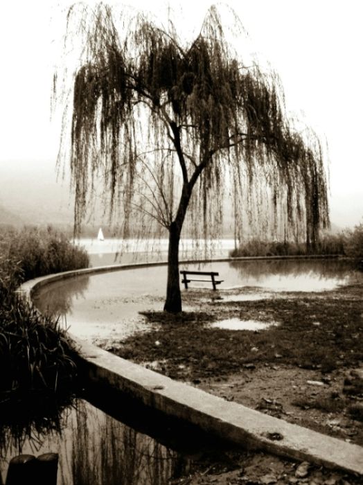 Il salice e la panchina