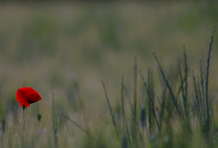 Se poi non volano che le zanzare...