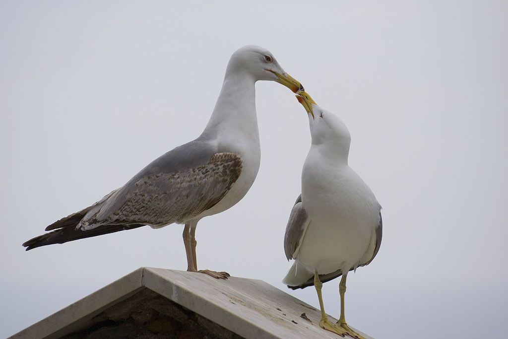 Gabbiani affettuosi