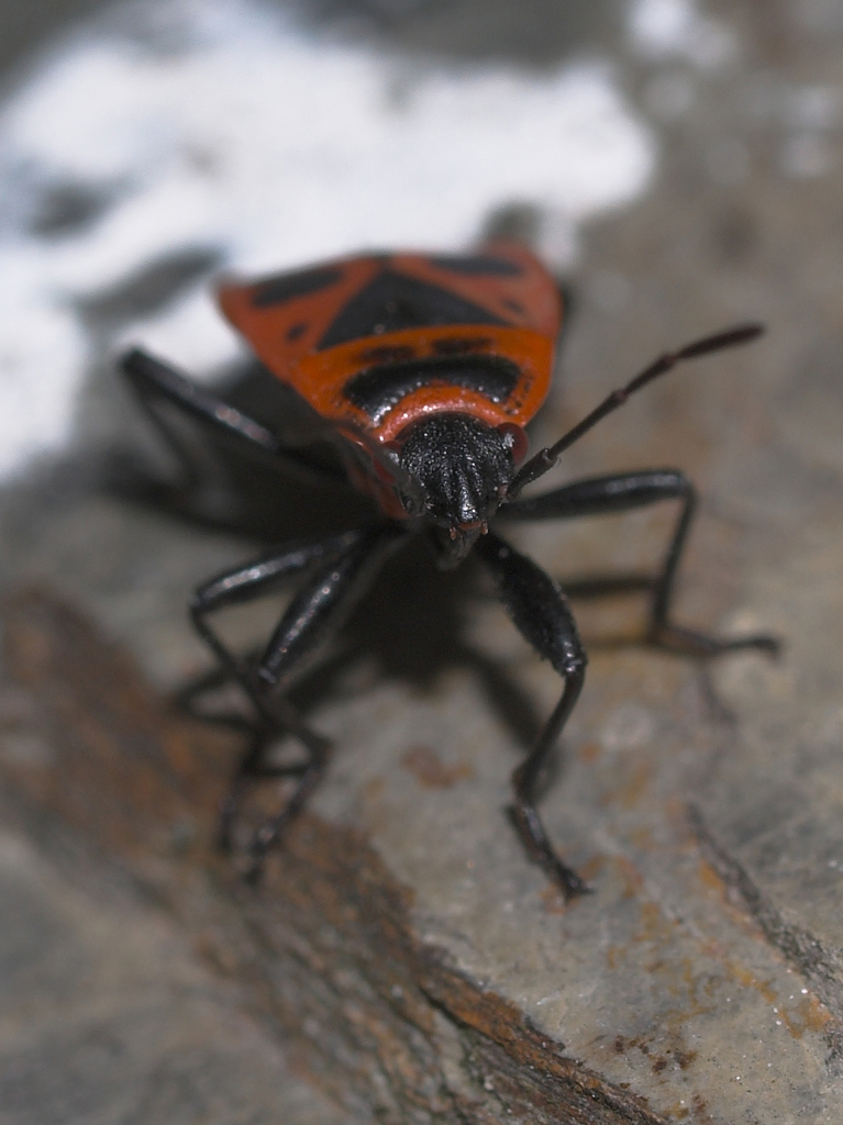 Pyrrhocoris apterus
