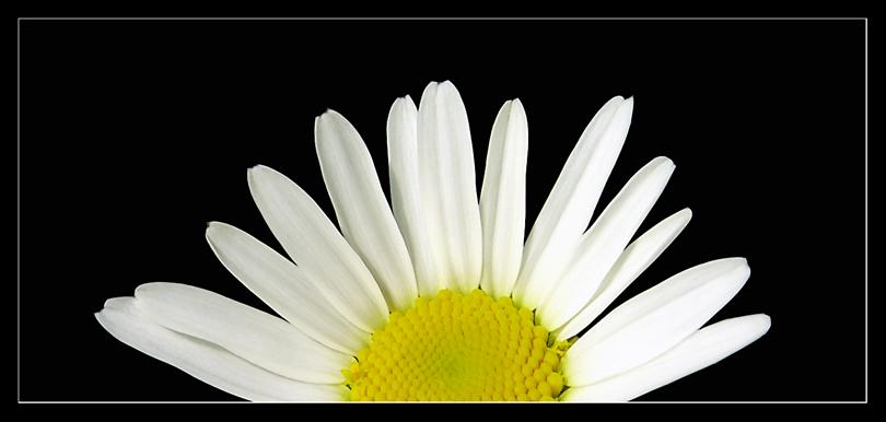 ventaglio di margherita