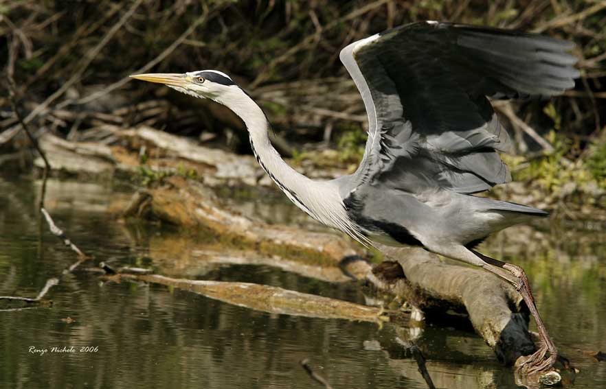Renzo-Airone cenerino