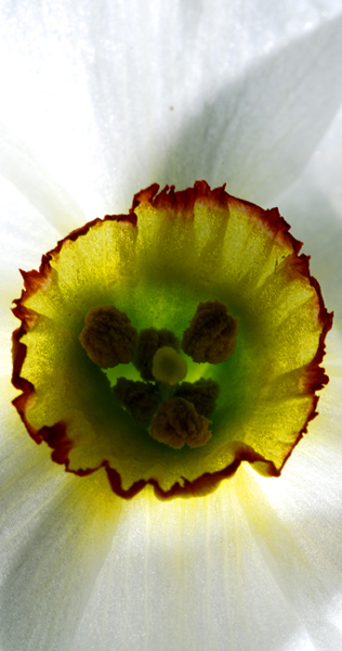 Narciso, corolla