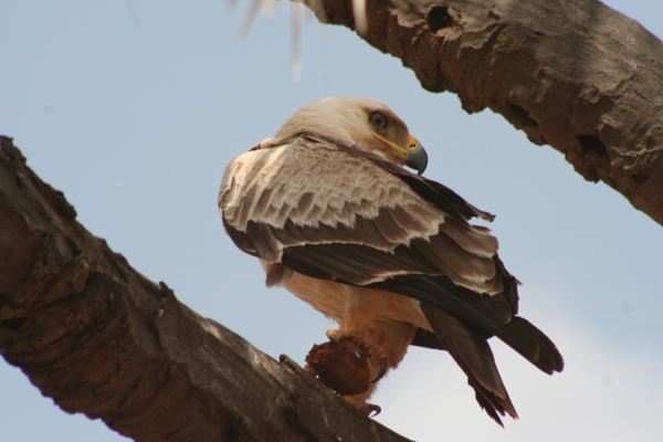 Brown Eagle from Samburu