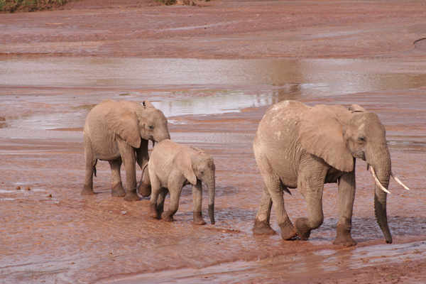 La Famiglia Elefanti