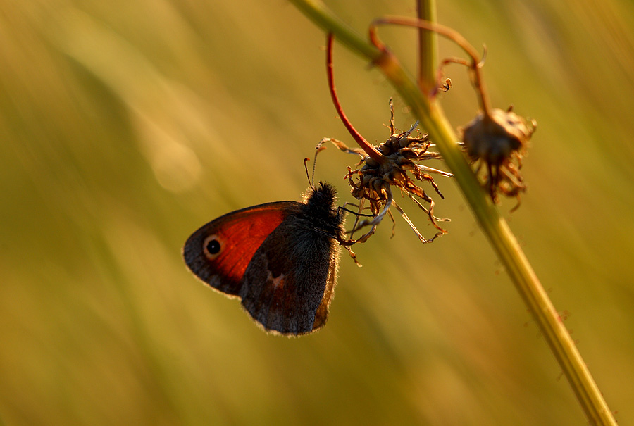 Controluce al tramonto