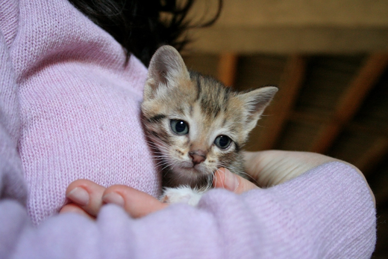 micio di 3 settimane