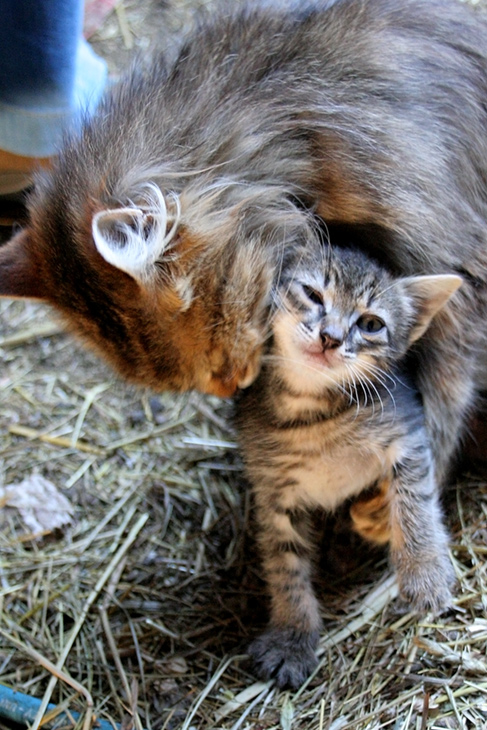 Mamma Gatta e piccolo micio