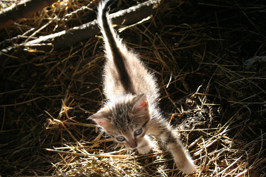 piccolo micio controluce