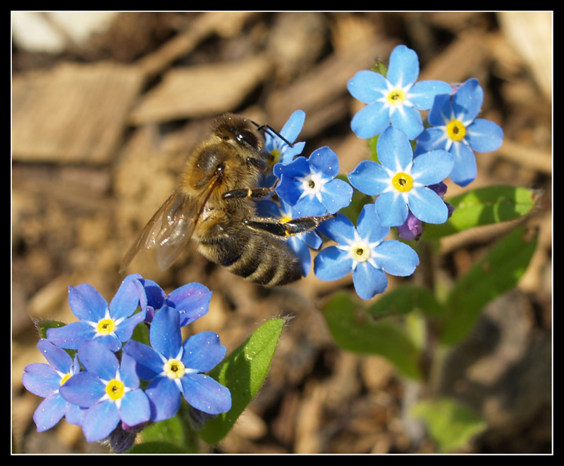 ape nontiscordardime