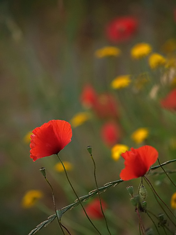 poppies