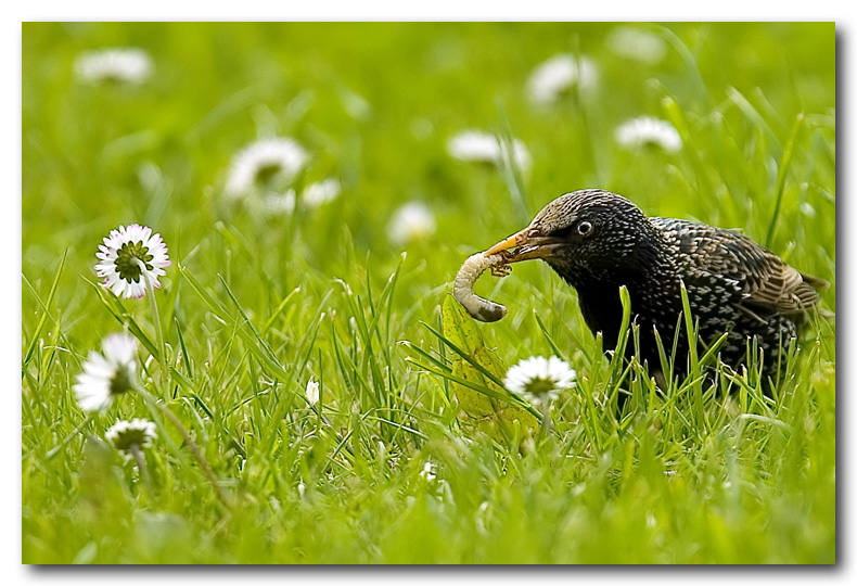sturnus vulgaris