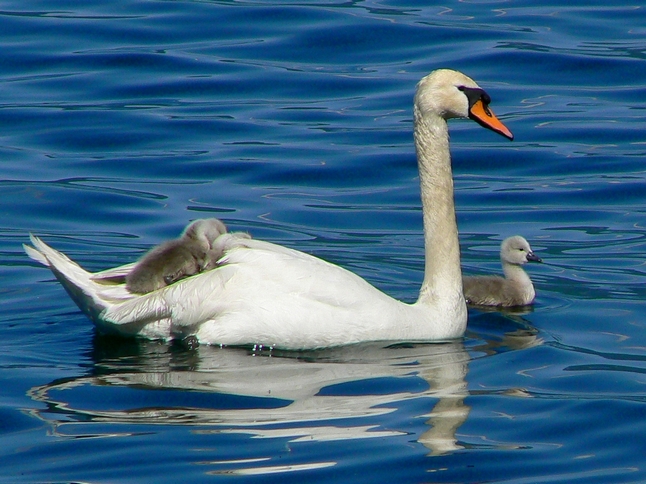 in gita con la mamma