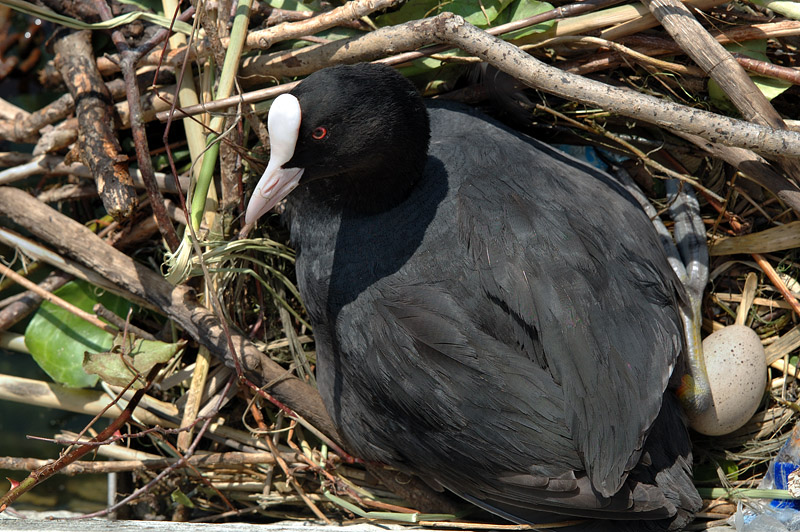 Folaga in cova nel nido....