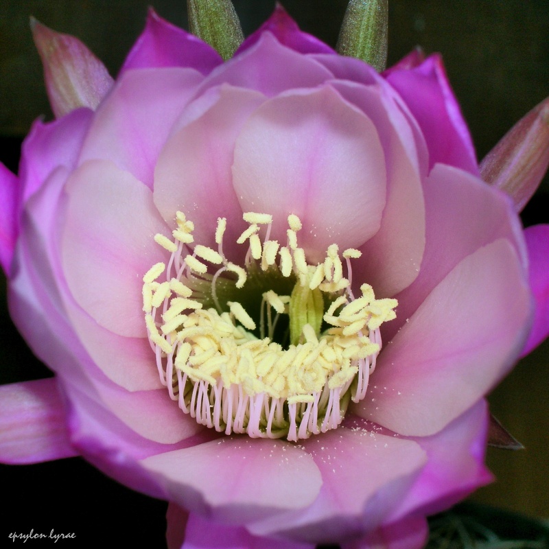 Echinopsis