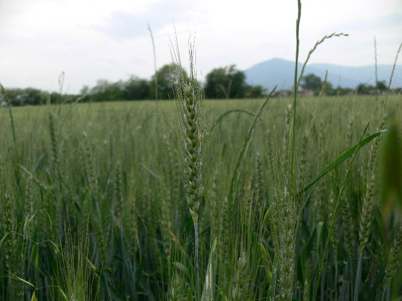 Spiga di grano