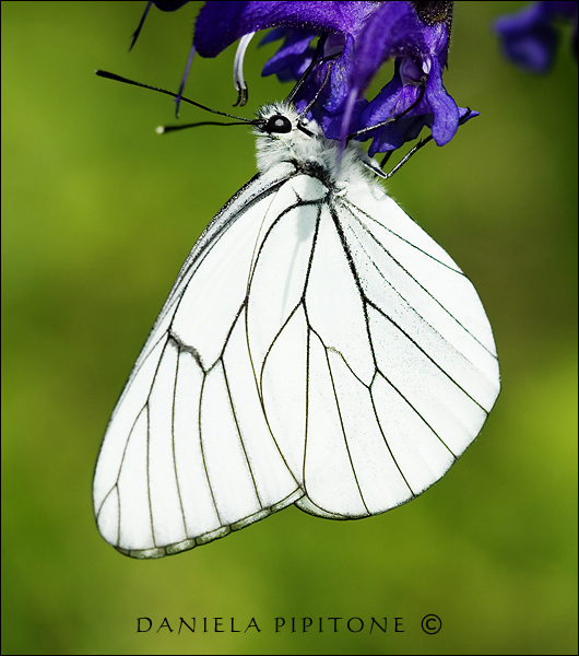 Pieride del Biancospino