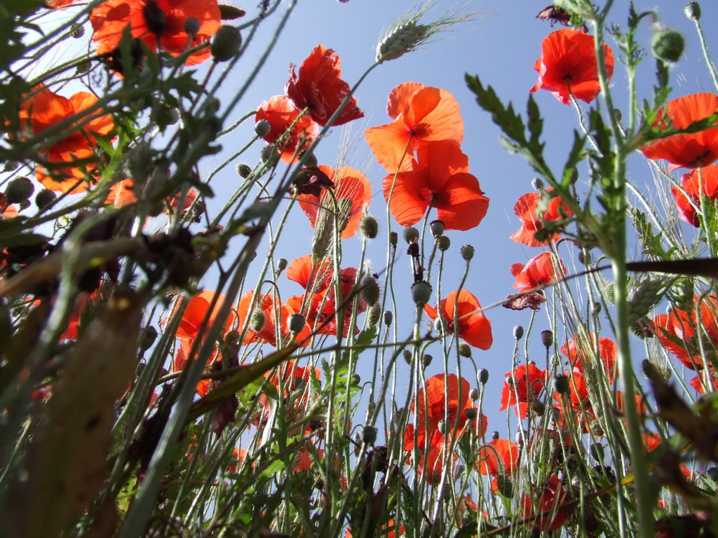 Papaveri e grano