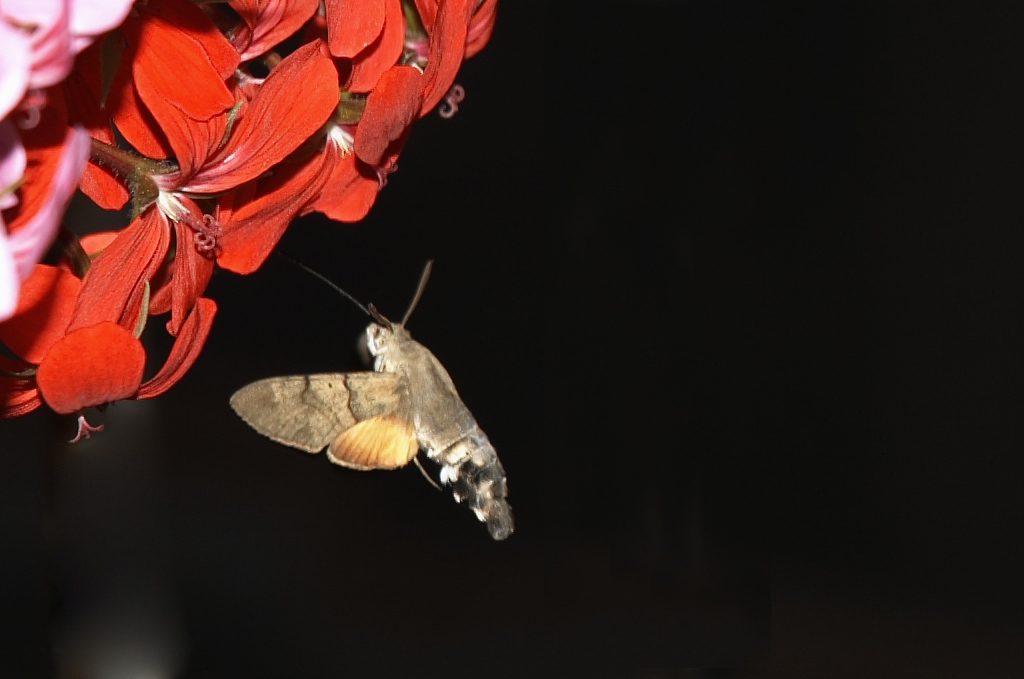 Insetto succhia nettare