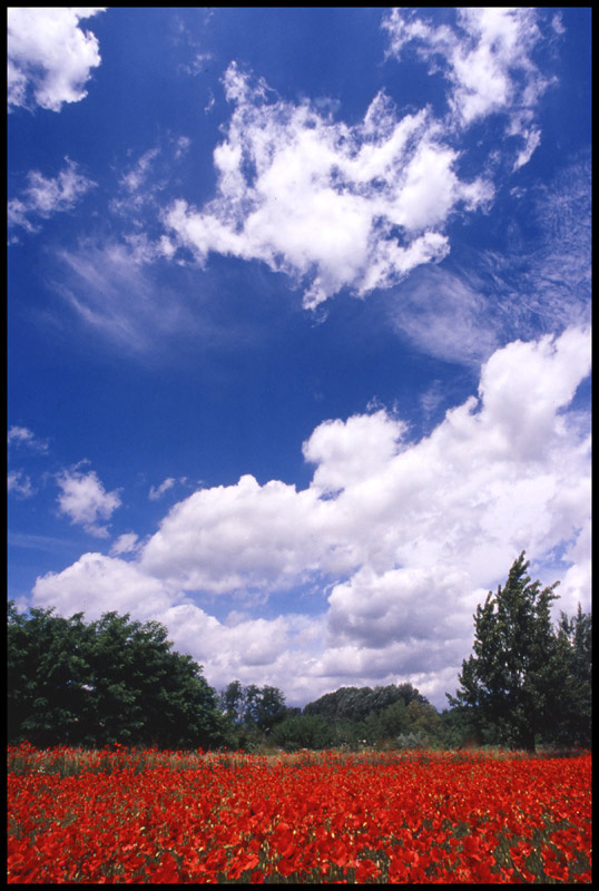 papaveri e nuvole