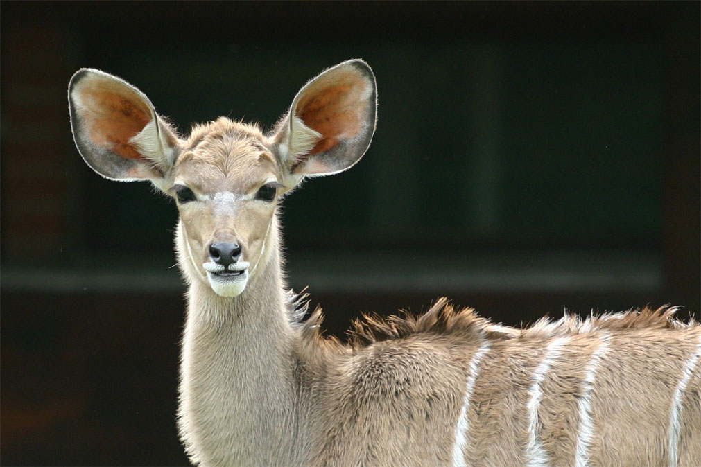 ti guardo negli occhi