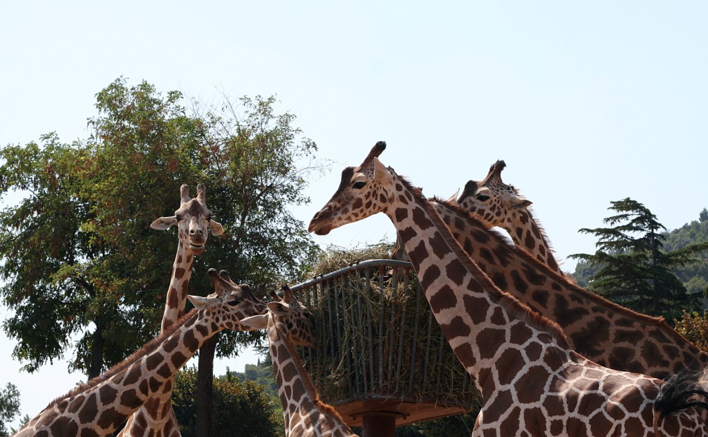 Ce n'e' per tutti !!